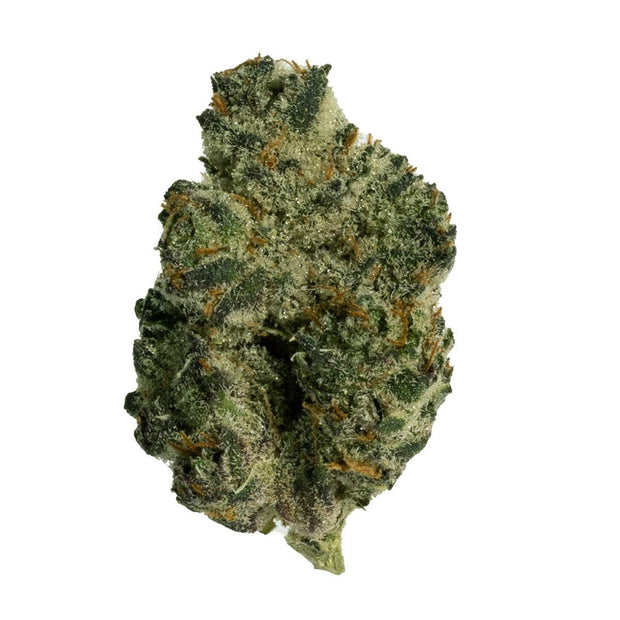 Koi Premium Indoor THCa Flower(s) cannabis bud with dense green flower, orange hairs, and a frosty trichome coating